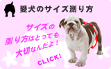 愛犬のサイズ測り方